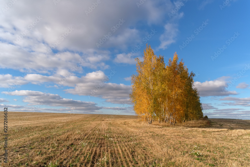 beautiful autumn landscape with yellow trees in the field beautiful autumn landscape with yellow trees in the field