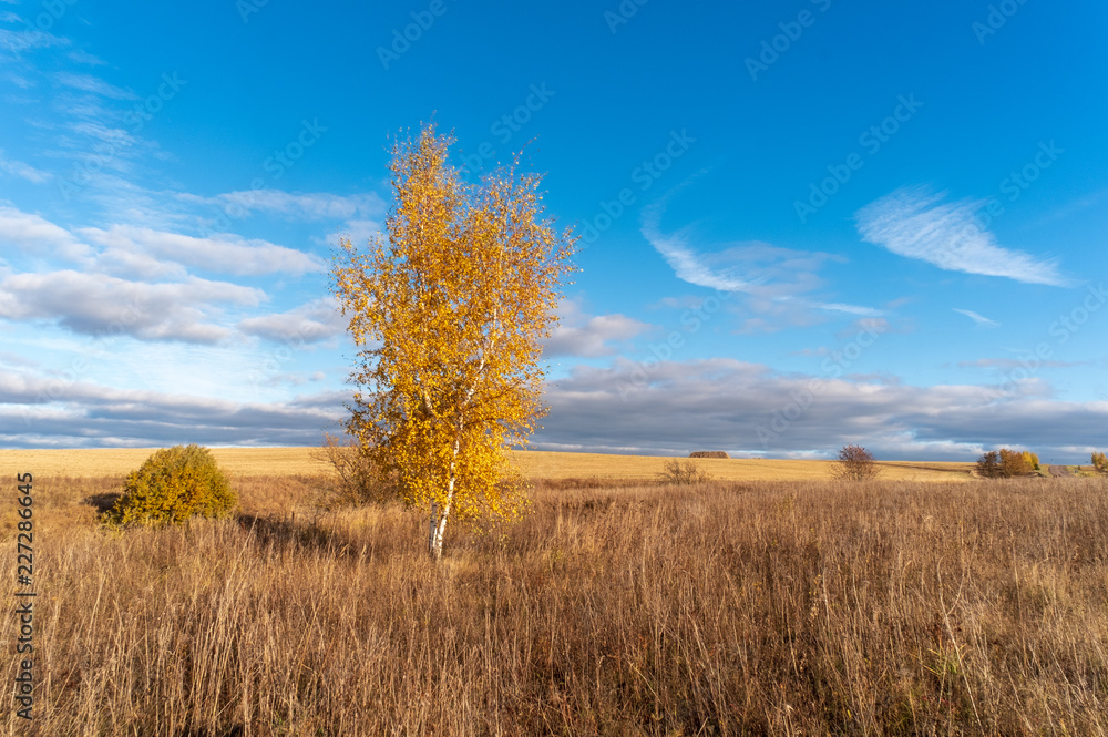 beautiful autumn landscape with yellow trees in the field beautiful autumn landscape with yellow trees in the field