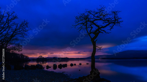 Lone Tree at Loch Lomond
