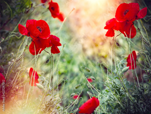 Fototapeta Naklejka Na Ścianę i Meble -  Poppy flower, wild red poppies illuminated by sunlight, selective focus on poppy flower