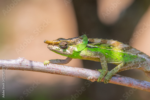 Chameleon in Madagascar, green chameleons animal wildlife, wild animals in Madagascar. Holiday travel tour in Andasibe, Isalo, Masoala, Marojejy National parks. Chameleons.
