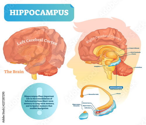 Hippocampus vector illustration. Labeled diagram with isolated closeup. photo