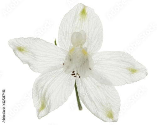 White flower of Delphinium  Larkspur flower  isolated on white background
