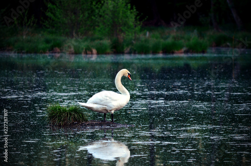 Cygne de la petite Camargue alsacienne