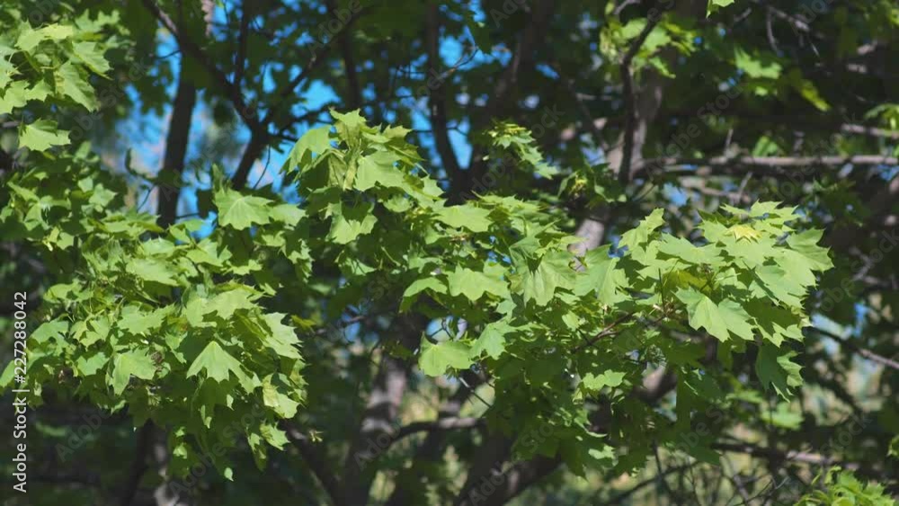 Green maple leaves are swaying from wind Green maple leaves are swaying from wind