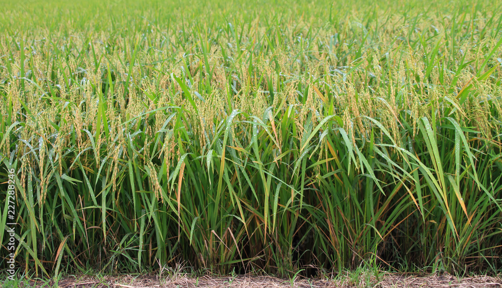 Obraz premium rice fields