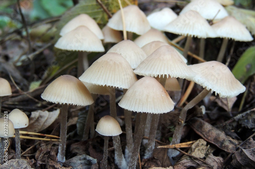 mushrooms of amanita © s1208tan