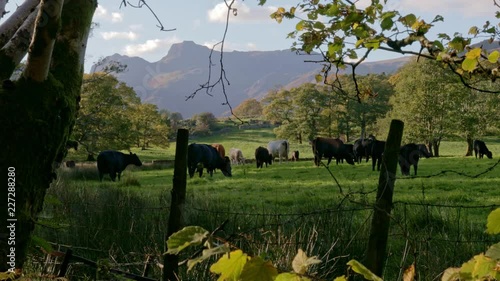 Cows in the field with mountains in the background. Lake District UK, Langdale, Cumbria Countryside.