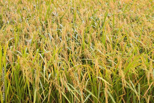 golden rice paddy on sunrise