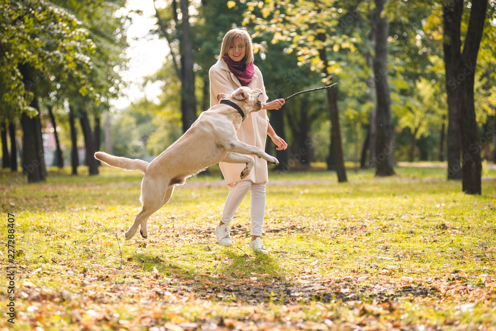 Fototapeta premium .A young woman plays with her dog Labrador in the park in the fall. Throws a stick to the dog.