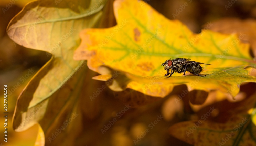 Autumn colored leaves of oak, autumn background Autumn colored leaves of oak, autumn background
