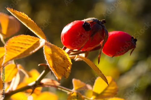 Red rosehip, Fructus cynosbati suitable for vitamin tea, colorful background. photo