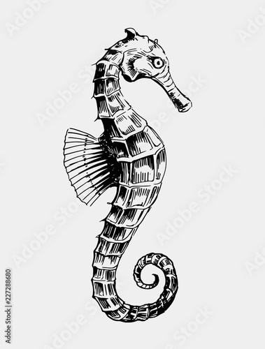 Sketch of seahorse. Hand drawn illustration converted to vector