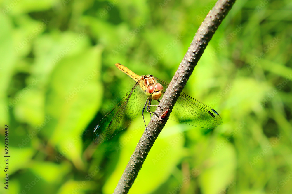 A dragonfly on a flower in a field. She considered her reflection in the lens and did not even want to fly away, posed. Photos, Forest, leaves, meadow, wildflowers, macro world, insects A dragonfly on a flower in a field. She considered her reflection in the lens and did not even want to fly away, posed. Photos, Forest, leaves, meadow, wildflowers, macro world, insects