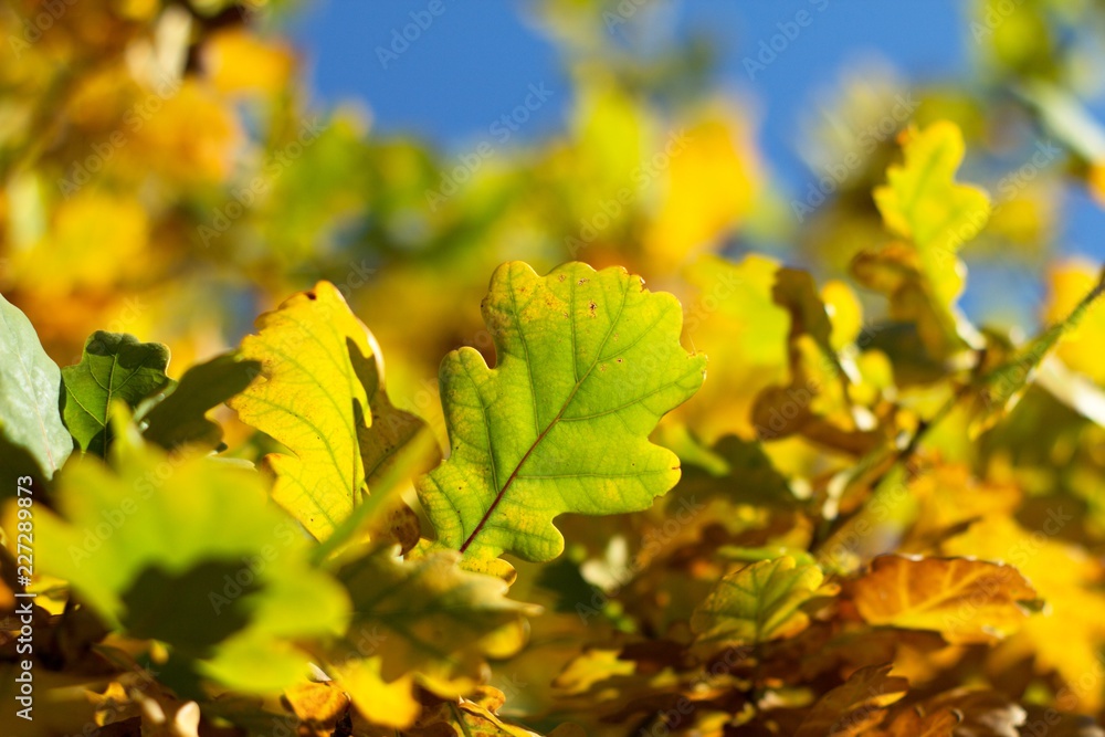 Autumn leaves of oak, autumn colors, autumn background. Autumn leaves of oak, autumn colors, autumn background.