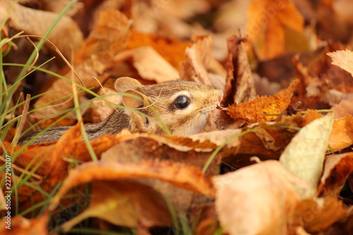 Chipmunk in the Fall Leaves