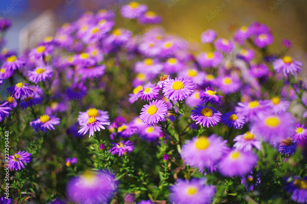 Naklejka premium Lilac autumn flowers, soft focus. Bright autumn flower background. Purple Aster bloom, blue flowers