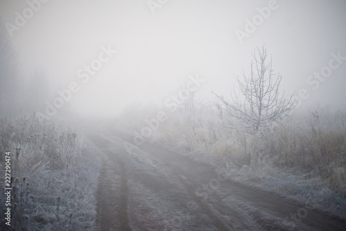 Дорога в тумане © pyanichev