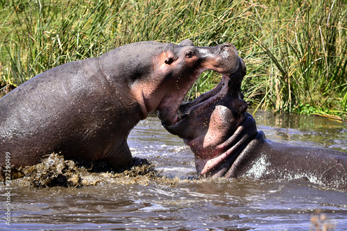 kämpfende Hippos