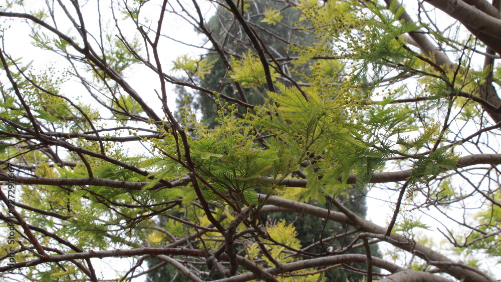 Fototapeta premium Green World