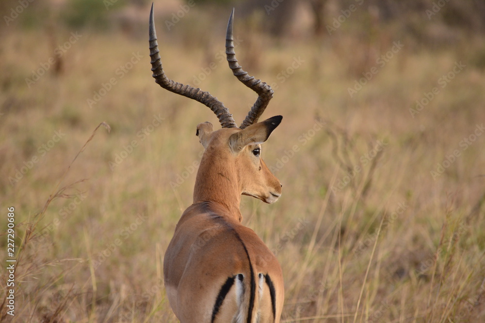 wild Impala wild Impala