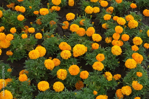 Flowerbed of bright orange flowers of Tagetes erecta
