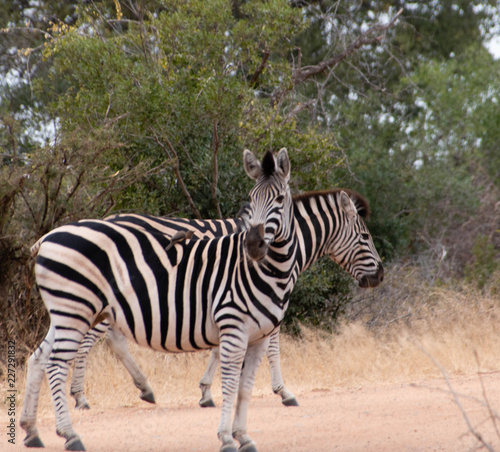Fototapeta Naklejka Na Ścianę i Meble -  Zebras, Kruger