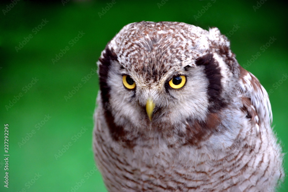 owl owl