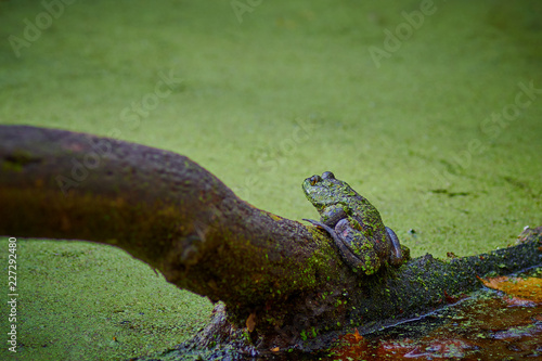 Bullfrog sitting on a Log