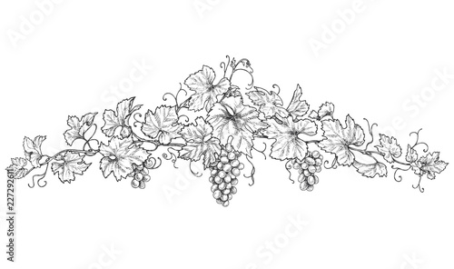 Hand Drawn Decoration with Grapes