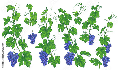 Grape Branches with Ripe Berries