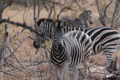 Zebras, Hwange
