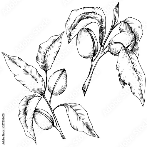 Almond in a vector style isolated. solated illustration element.Full name of the plant: almond. Vector flower for background, texture, wrapper pattern, frame or border.