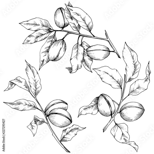 Almond in a vector style isolated. solated illustration element.Full name of the plant: almond. Vector flower for background, texture, wrapper pattern, frame or border.