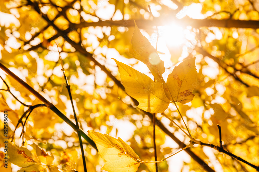 bright sun shines through numerous yellow leaves bright sun shines through numerous yellow leaves