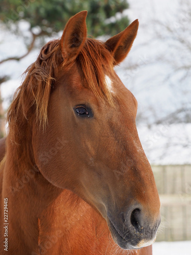 Suffolk Punch in the Winter