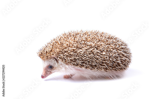 hedgehog isolated on white background.