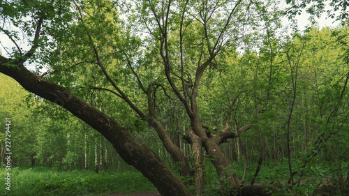Fototapeta Naklejka Na Ścianę i Meble -  Wild tree in the forest