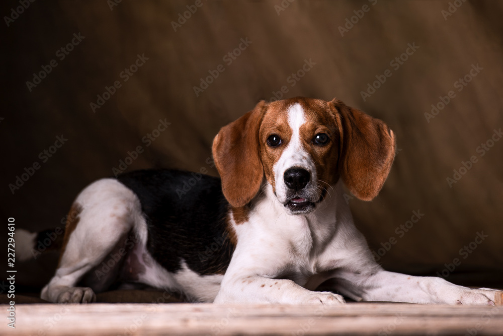 Cute beagle posing in a studio