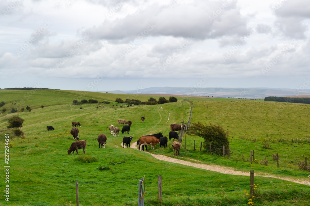 Rural landscape with cows in field grazing Rural landscape with cows in field grazing