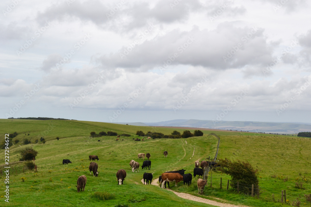 Cows in a green field grazing against a rural landscape