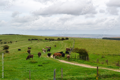 Rural landscape with cows in field grazing