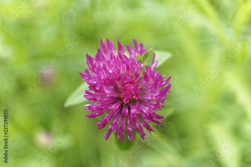 Clover Blossom