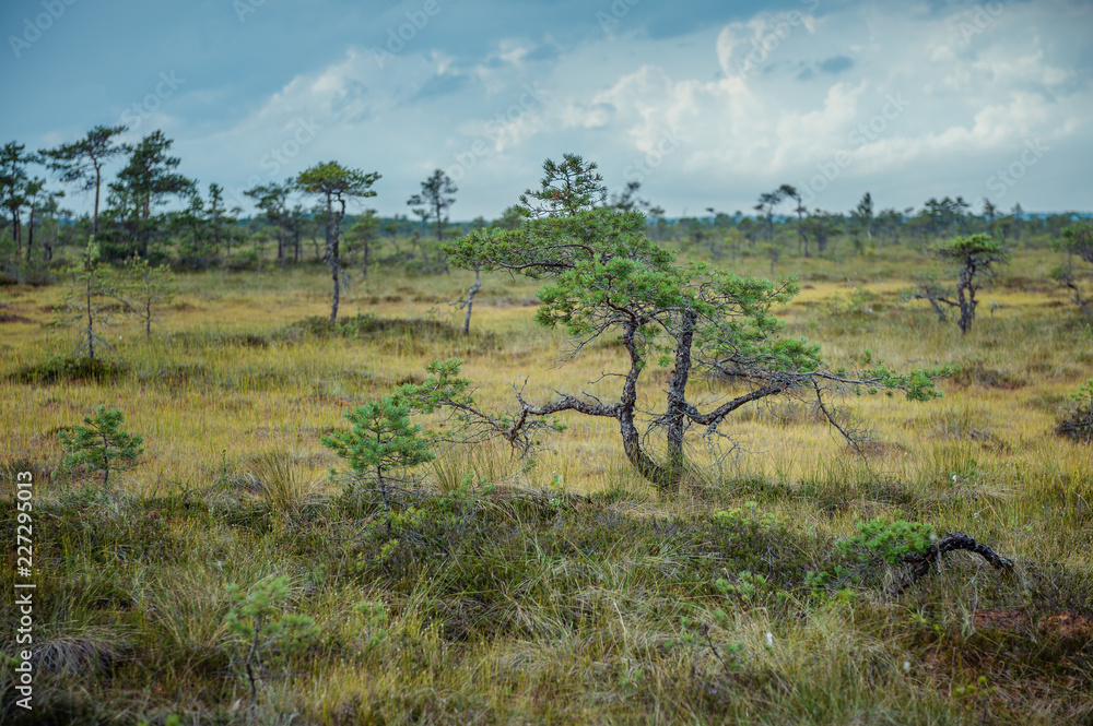 Panoramic bog landscape in summer at cloudy day with lonely tree in the foreground. Hupassaare study trail. Landscape. Soomaa National Park. Estonia. Baltic.