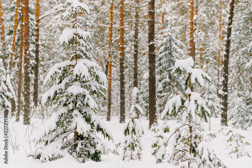 Picturesque winer forest. Fabulous snowy wonderland. Magic beautiful scenic view of pines and spruce trees covered with snow. Cold frosty nature. Wonderful hibernal fairy tale panoramic landscape. © benevolente