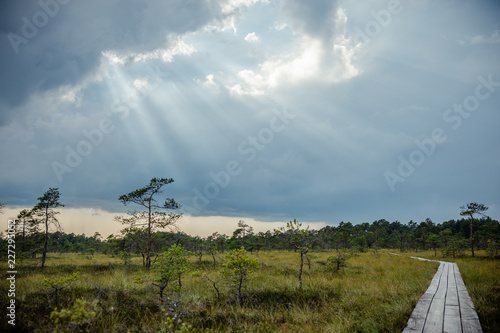 Bog landscape. Boardwalk path through swamp and small pines. Boardwalk in Hupassaare Study Trail. Soomaa National Park. Estonia. Baltic. photo