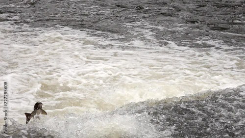 Wallpaper Mural A Salmon attempts a leap over a weir in Shropshire Torontodigital.ca