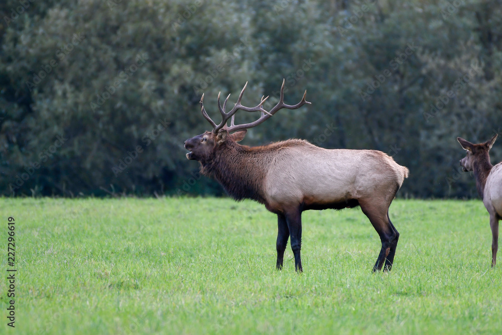 Bull Elk in a Field Bull Elk in a Field