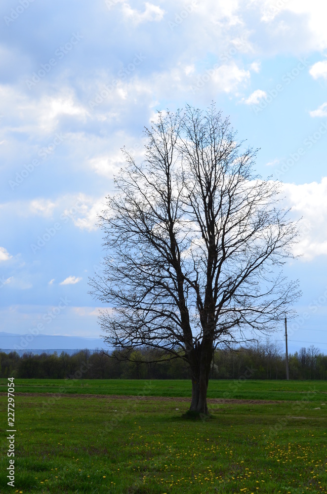 Spring tree in the field Spring tree in the field