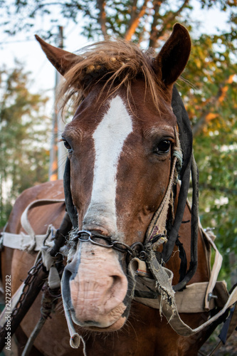 Horse portrait in a village © frimufilms